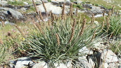 Plantago maritima serpentina