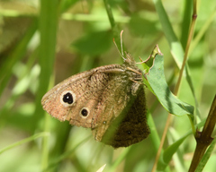 Cercyonis oetus