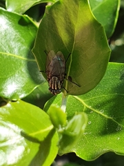 Sarconesia chlorogaster