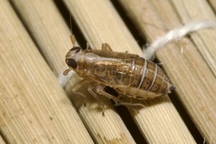 Dicranotropis hamata