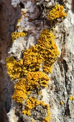 Polycauliona candelaria