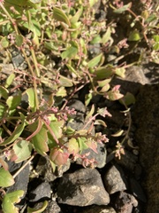 Atriplex prostrata