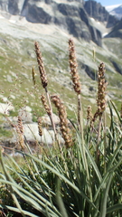 Plantago maritima serpentina