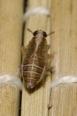 Dicranotropis hamata