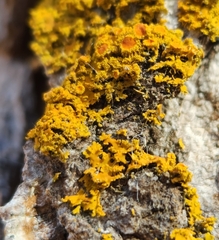 Polycauliona candelaria