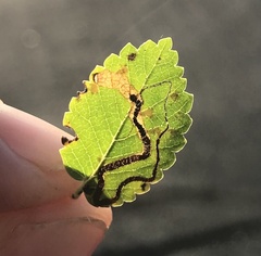 Stigmella multispicata