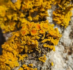 Polycauliona candelaria