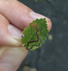 Stigmella multispicata