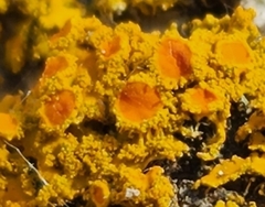 Polycauliona candelaria