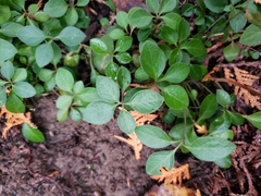 Polygaloides paucifolia