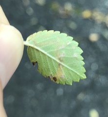 Stigmella multispicata