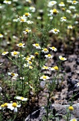 Anthemis cotula