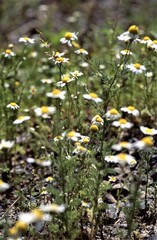 Anthemis cotula