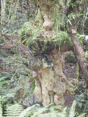 Pterophylla racemosa