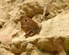 Cercyonis oetus