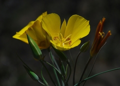 Calochortus concolor