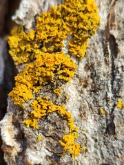 Polycauliona candelaria