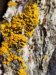 Polycauliona candelaria