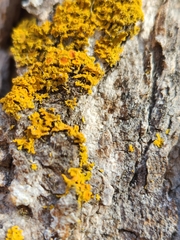 Polycauliona candelaria