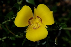 Calochortus concolor