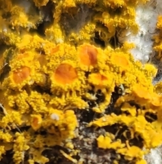 Polycauliona candelaria