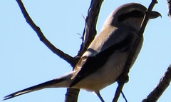 Lanius borealis