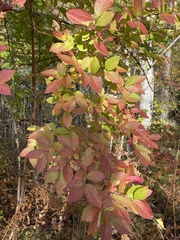 Vaccinium corymbosum