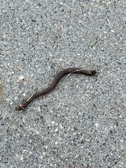 Aporrectodea caliginosa