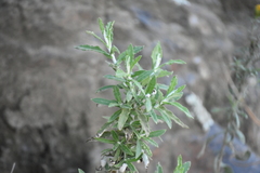 Pseudognaphalium biolettii