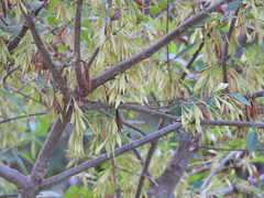 Fraxinus velutina