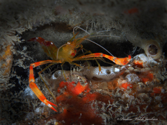 Stenopus scutellatus