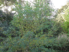 Fraxinus velutina