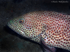 Cephalopholis cruentata