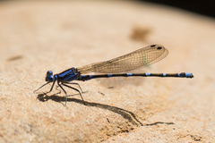 Argia oculata