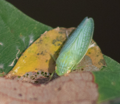 Gyponana octolineata