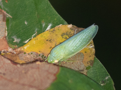 Gyponana octolineata