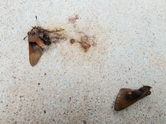Asbolis capucinus