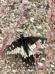 Papilio polyxenes rudkini