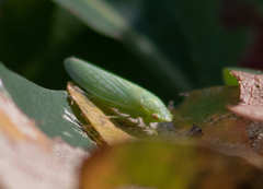 Gyponana octolineata