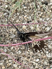 Papilio polyxenes rudkini