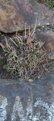 Dudleya edulis
