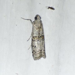 Zamagiria australella