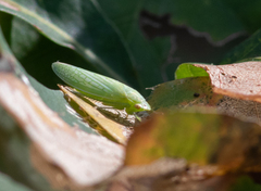 Gyponana octolineata