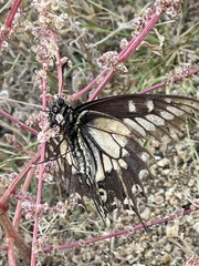 Papilio polyxenes rudkini