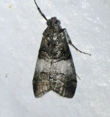 Pococera