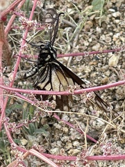 Papilio polyxenes rudkini