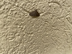 Herpetogramma phaeopteralis