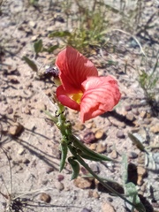 Macroptilium gibbosifolium