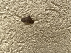 Herpetogramma phaeopteralis