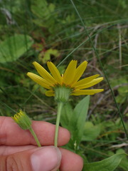 Arnica